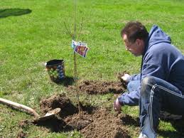 Maybe you would like to learn more about one of these? Growing Peaches In Ohio Dengarden