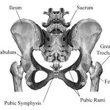 Structural anatomy of the posterior pelvic compartment as it relates to rectocele. Anatomy Of The Pelvis As Seen From The Posterior Aspect Sobotta Download Scientific Diagram