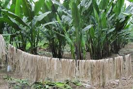 We did not find results for: Bahan Baku Uang Kertas Dolar Amerika Dari Serat Pohon Pisang Abaka Uangindonesia Com