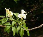 Image result for Cladostemon kirkii