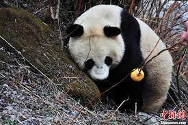 四川四姑娘山再次发现野生大熊猫 panda bear panda bear