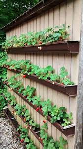 Hello guys this is ayan , today i am going to show you how to grow strawberries in pot. 40 Diy Strawberry Planter Ideas For Container Planting