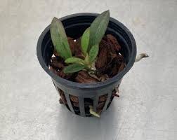 Image result for Oeceoclades decaryana