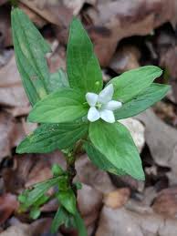 Image result for Loganiaceae