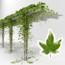 Последние твиты от hedera hashgraph (@hedera). Pergola Hedera Helix Goldchild 3d Model Turbosquid 1461342
