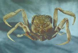 Heikegani Crab Japanese Folklore Bizarre Animals Japanese Myth