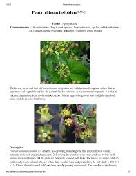 Image result for Pentarrhinum insipidum