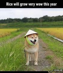 Asian Doggo Farm Good Funny Animal Memes Funny Animals Cute Animals