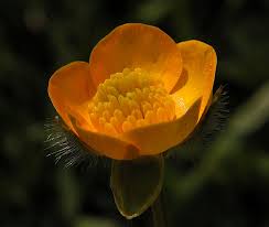 Image result for Ranunculus oreophytus