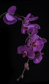 Scarica modello di cornice con fiori gialli ranuncolo vettoriale. 57 Idee Su Cornice Di Fiori Cornice Di Fiori Fiori Cornici