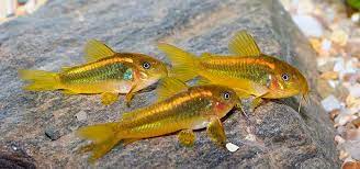 We did not find results for: Effective Catfish Food Tropical Fish Hobbyist Magazine
