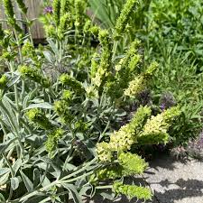 Image result for Stemodia serrata