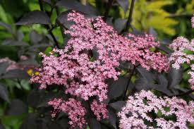 Whether you love (or think you hate) floral flavoured food, here's how to bake and mix drinks with elderflower. Purple Leaved Elder Sambucus Nigra Black Beauty Chew Valley Trees
