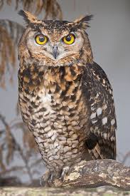 A Great Opportunity To Some Good Now Owl Kus Resimleri Ve Hayvanlar