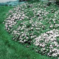 Image result for Spiraea japonica ´Little Princess