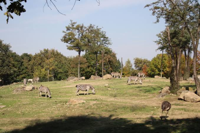 Safri Park Photos, Download The BEST Free Safri Park Stock Photos & HD Images