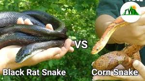 In south florida, red or black pigment may be lacking. Black Rat Snake Vs Corn Snake What S The Difference Youtube