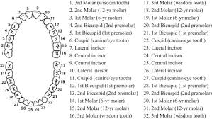 More images for dental teeth numbers » An Effective Classification And Numbering System For Dental Bitewing Radiographs Using Teeth Region And Contour Information Sciencedirect