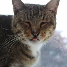 Select your state for pet adoption: Rxojb Cd6bx6hm