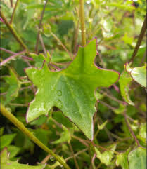 Image result for Senecio oxyriifolius