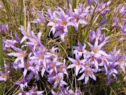 Image result for Xerophyta wentzeliana