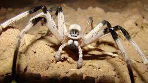 Camels were imported to australia in the 19th century from arabia, india and afghanistan for transport and heavy work in the outback. Grunge Com The Real Stories Behind The World S Largest Spiders Facebook