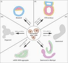 Germline Stem Cells In Human | Signal Transduction And Targeted Therapy