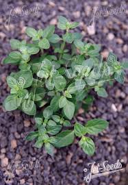 Image result for Micromeria