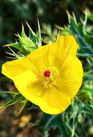 Image result for Argemone