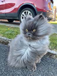 Bat Girl Summer 🦇😸 Miss Bobbie D is OBSESSED with the bats nesting in the roof of our staycation home! 😻😹 #batgirl #floof #sundayfunday