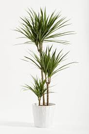 How To Care For A Yucca Plant Yucca Plant Marginata Plant Plants