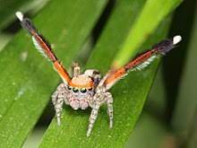 The pictures start with the. Jumping Spider Wikipedia