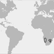 Image result for Thamnosma rhodesica