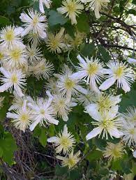 Words starting with letters pipestem clemati. Photo Of The Bloom Of Pipestem Clematis Clematis Lasiantha Posted By Calif Sue Garden Org