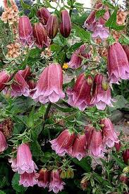 Bezaubernde Campanula Pantaloons Punctata Kolibris Pantalons Kopfige Campanula Punctata Campanula Punctata Beautiful Flowers Campanula