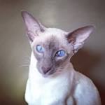 Siamese • Kioko Cattery