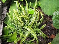 Image result for Asplenium rutifolium
