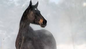 6 Common Misconceptions About Rain Rot In Horses