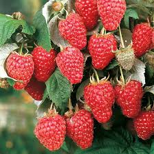 Малина Херитейдж - фото и описание в каталоге питомника