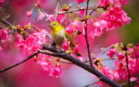 Maybe you would like to learn more about one of these? Mountain Cherry Bird Flowers Birds And Trees 2560x1600 Wallpaper Teahub Io