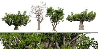 Image result for Sterculia africana