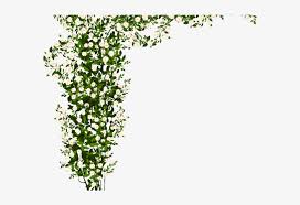 Shrub Bushes Png Transparent Images Transparent Pink Rose Bush Png Png Image Transparent Png Free Download On Seekpng Over 404 bush png images are found on vippng. shrub bushes png transparent images