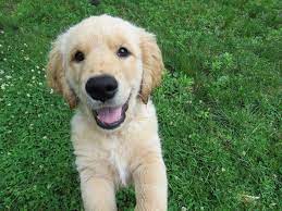 Golden Retriever Puppies Everything You Need To Know The Dog People By Rover Com