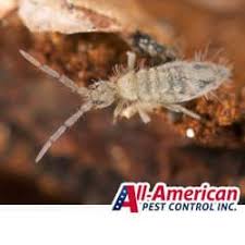 what are springtails and why are they