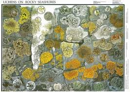 lichens on rocky seashores wall chart 9 00 fungi guides