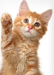 Our previous human was faced with unexpected financial difficulties and could no longer properly care for us. Home