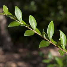 Image result for Myrtus communis