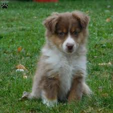 Maybe you would like to learn more about one of these? Francis Miniature Australian Shepherd Puppy For Sale In Ohio Miniature Australian Shepherd Puppies Australian Shepherd Puppy For Sale Shepherd Puppies