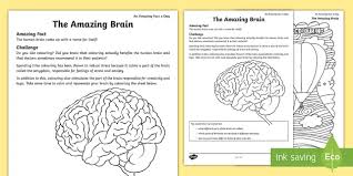 Free, printable coloring pages for adults that are not only fun but extremely relaxing. The Amazing Brain Worksheet Whats In Your Brain Activity Twinkl