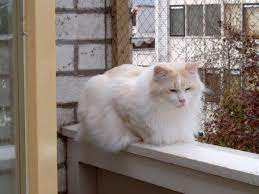 laperm resimleri ve fotograflari buyuk boyutlar evcil kediler laperm cats feline